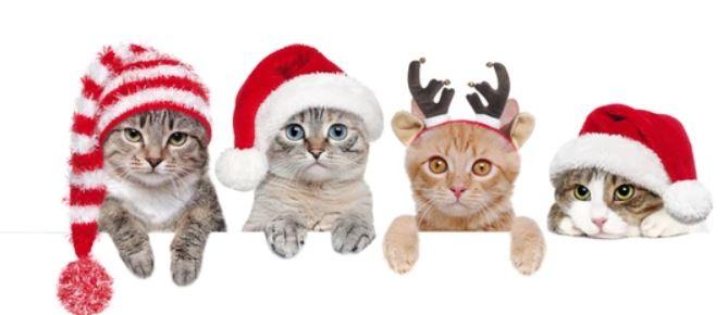 Buy Premium Cats & Christmas JBCoolCats 