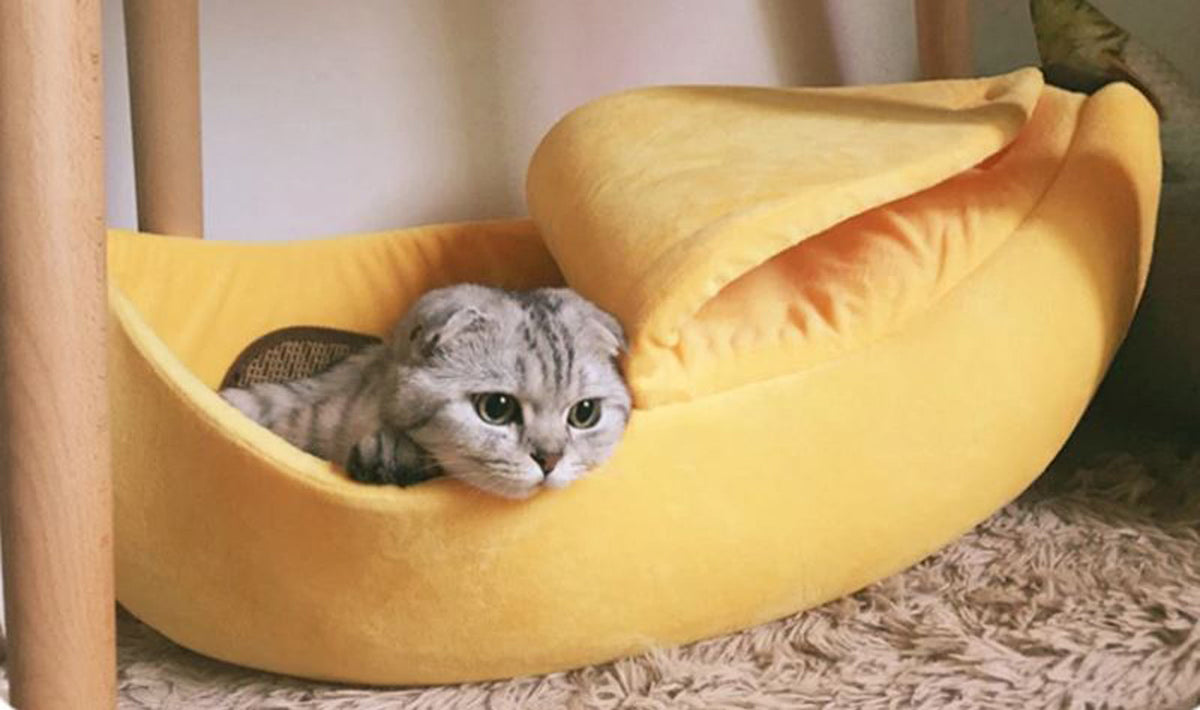 Buy Premium Accessories For Cats Online | JBCoolCats