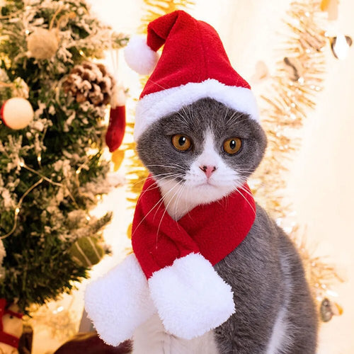 | JBCoolCats Christmas & Cats Premium Buy