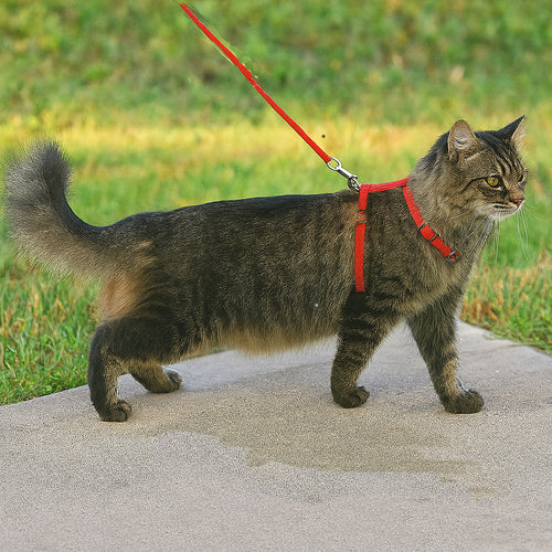 Cat wearing a red harness and leash -Nylon Cat Harness and Leash - Cat Accessories - JBCoolCats