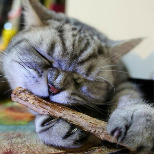 Natural Catnip Teeth Cleaning Sticks - Accessories - JBCoolCats