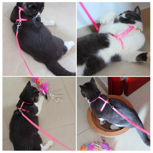 Nylon Cat Harness and Leash - Photos - JBCoolCats