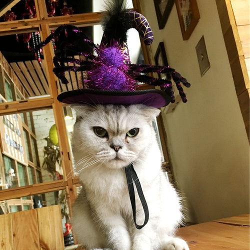 Funny Cat Halloween Hats - Purple Spider on Cat - JBCoolCats