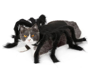 Halloween Spider Cat Costume - Halloween - JBCoolCats